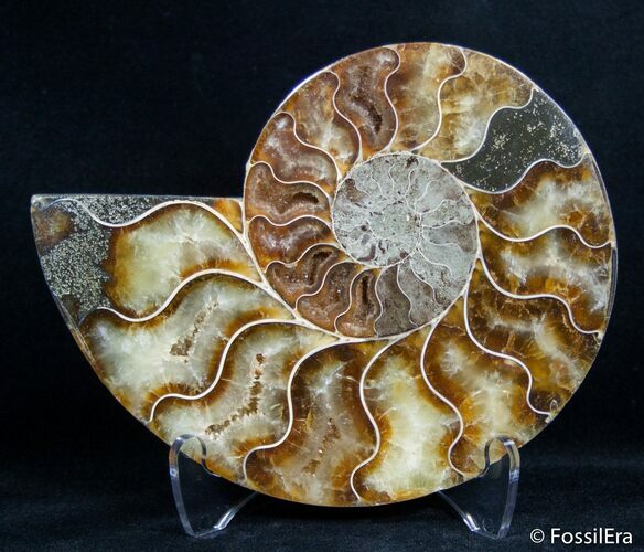 Inch Split Ammonite (Half) #2659